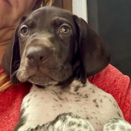 Boy 4 - Liver and white male German Shorthaired Pointer puppy in Aitkin, Minnesota from Whispering’s GunDogs