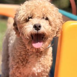 Aussiedoodles, Bordoodles, Goldendoodles, and Poodles from Korbella Farm