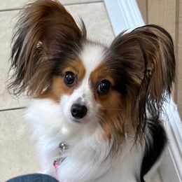 Bella - White black and tan female Papillon puppy in San Diego County, California from Mishmo's Shibas and Papillons