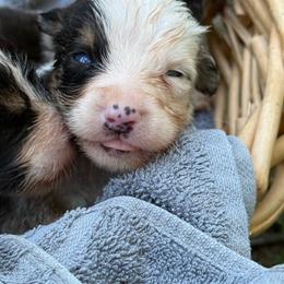 Lavender - female Bernese Mountain Dog puppy in Four Oaks, North Carolina from RoseWest Farms