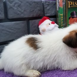 Russell Terrier Puppies from Hearthrob Haven