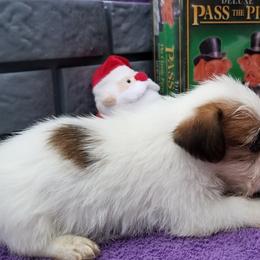 Russell Terrier Puppies from Hearthrob Haven