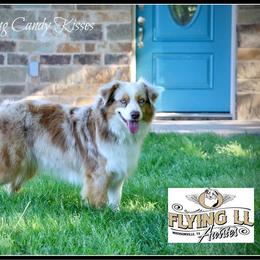 Lindi - Miniature Australian Shepherd
