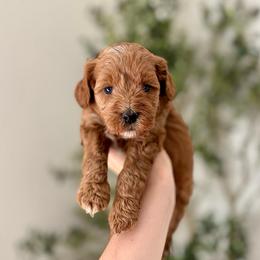 Cupcake girl - Red  female Goldendoodle puppy in Rio Linda, California from Plush Doodles