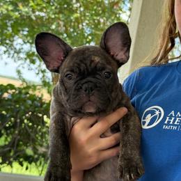 Bare Bare - Brindle and white male French Bulldog puppy in Oakwood, Texas from Misfit Ranch Bulldogs