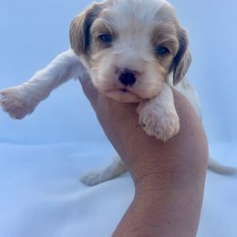 Montana - Blenheim female Cavapoo puppy in Redding, California from Lipscomb Doodles
