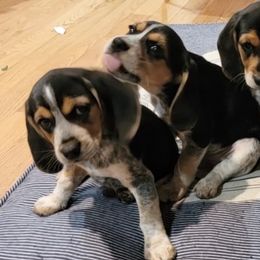 Beagles from Segall Beagles