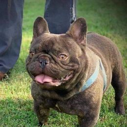 Bulldogs, Dachshunds, French Bulldogs, and Great Danes from Trumans Great Danes