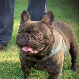 Bulldogs, Dachshunds, French Bulldogs, and Great Danes from Trumans Great Danes