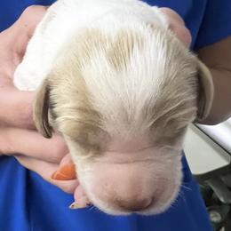 Sage girl 1 - White and orange female Brittany puppy in Floyd Knobs, Indiana from Cross Creek Brittanys