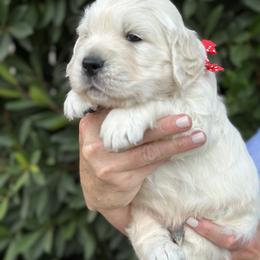 Golden Retriever Puppies from Sanctuary Ranch Goldens
