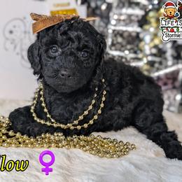 Goldendoodle and Shihpoo Puppies from Bellady's Shihpoos