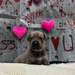 Prancer - Gray and fawn female Cane Corso puppy in Utah from 3Lake Kennelz