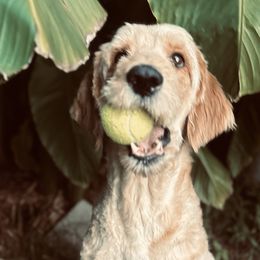 Willie Bille - Goldendoodle