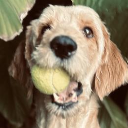 Willie Bille - Goldendoodle