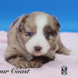 Firework - Red merle female Miniature Australian Shepherd puppy in Weeki Wachee, Florida from Arlington's Mini Aussies