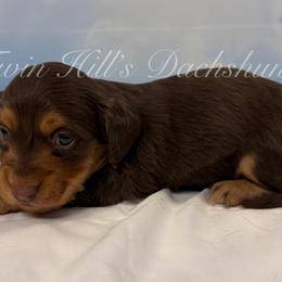 Ponyo - Chocolate and tan female Dachshund puppy in Jonesboro, Illinois from Twin Hills Dachshunds