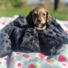 Shaded Cream Female 1 - Cream female Dachshund puppy in Wytheville, Virginia from Weenie Haven