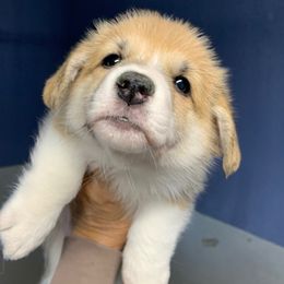 Spruce - Red female Pembroke Welsh Corgi puppy in Victoria, Texas from Clear Creek Corgis