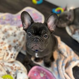 Blue - Liver male French Bulldog puppy in Placerville, California from Amber Gomes