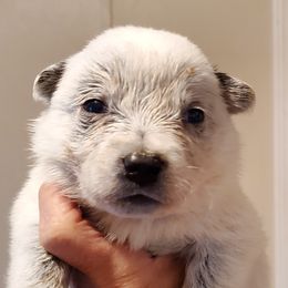 Boy 1 - Blue mottled male Australian Cattle Dog puppy in Lenoir, North Carolina from Blue Coyote Ranch