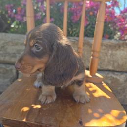 Flo - Chocolate and tan female Dachshund puppy in Lewiston, Idaho from Farmhouse Dachshunds