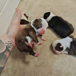 Boy 2 - Seal and white Boston Terrier puppy in Superior, Arizona from BostonTerriersAZ