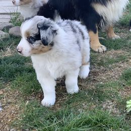 Australian Shepherd Puppies from RMW Ranch Australian Shepherds