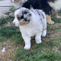 Australian Shepherd Puppies from RMW Ranch Australian Shepherds