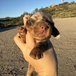 Jerry - Dapple male Dachshund puppy in Gold Canyon, Arizona from Silverking Kennels