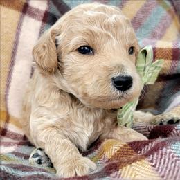 Biscuit - Cream male Goldendoodle puppy in Temecula, California from Oodles O'Doodles