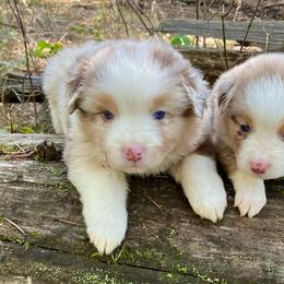 Opal - Red merle female Miniature Australian Shepherd puppy in Priest River, Washington from Offgrid Aussies