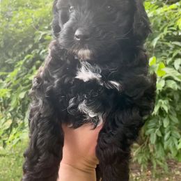Poodle Puppies from Kindred Companions Toy Doodles
