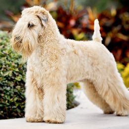 Gisele - Soft Coated Wheaten Terrier
