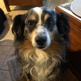 Miniature Australian Shepherds from Noble Custom Mini and Toy Aussies