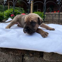 Light blue collar - Fawn male Great Dane puppy in Corsica, Pennsylvania from Ferguson Family Danes LLC