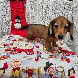 Jingles - Red female Dachshund puppy in Cherry Tree, Oklahoma from Peavine Creek Dachshunds
