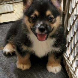 Labrador Retriever and Pembroke Welsh Corgi Puppies from White Star Corgis