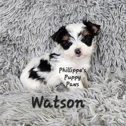 Watson - Parti male Yorkshire Terrier puppy in Adair, Oklahoma from Phillippe's Puppy Paws