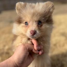 Nakoa - Cream male Companion Cross puppy in Willow Spring, North Carolina from GTBBF Pomeranians