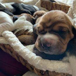 Virginia - Brown black and white female Basset Hound puppy in El Sobrante, California from Happy Hills Bassets