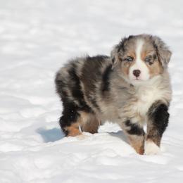 Australian Shepherd Puppies from Frantzick Farm Aussies