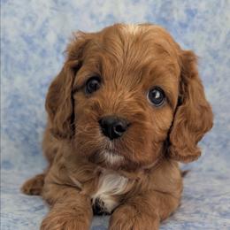 Webster - Red male Cavapoo puppy in Placerville, California from Quartz Mountain Doodles