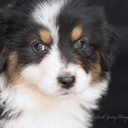 Aussiedoodle and Australian Shepherd Puppies from SS Australian Shepherds and Aussiedoodles
