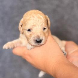 Moose - Cream male Goldendoodle puppy in Sacramento, California from GoldenDoodle Love