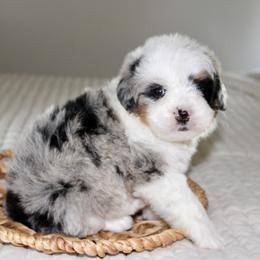 Ozzie - Blue merle male Bernedoodle puppy in Apple Creek, Ohio from Cuddle Paws