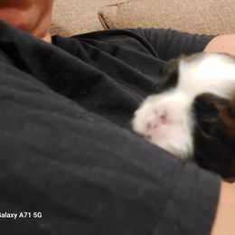 Shih Tzu Puppies from N.F.S.T Imperial ShihTzu Puppies.