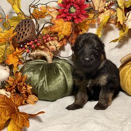 American Corgi and German Shepherd Puppies from Grace Ridge Shepherds and Corgis