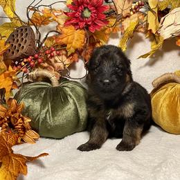 American Corgi and German Shepherd Puppies from Grace Ridge Shepherds and Corgis