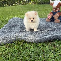 Teddy - Cream male Pomeranian puppy in Naples, Florida from 🤎 Dreaming Puppies 🐶